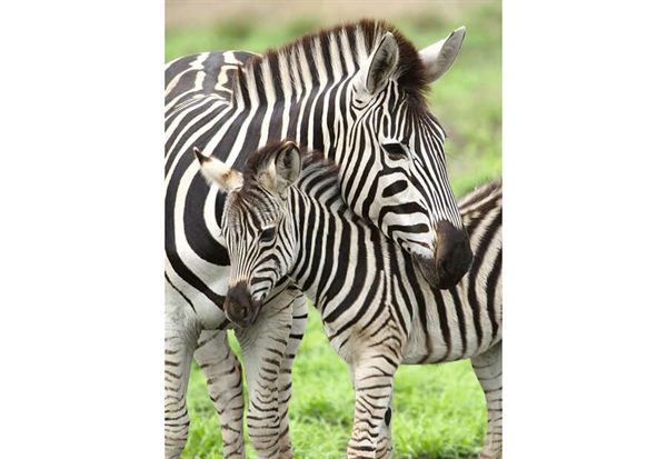 Zebra kärlek