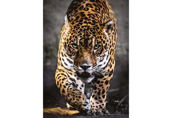 Walk of the Jaguar