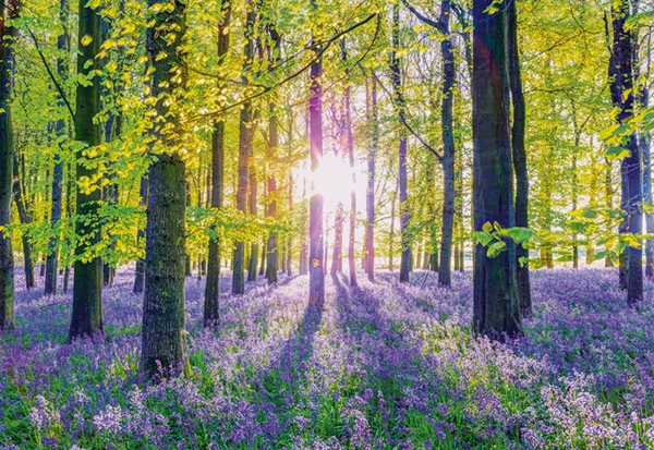 Tranquil Bluebell Woods